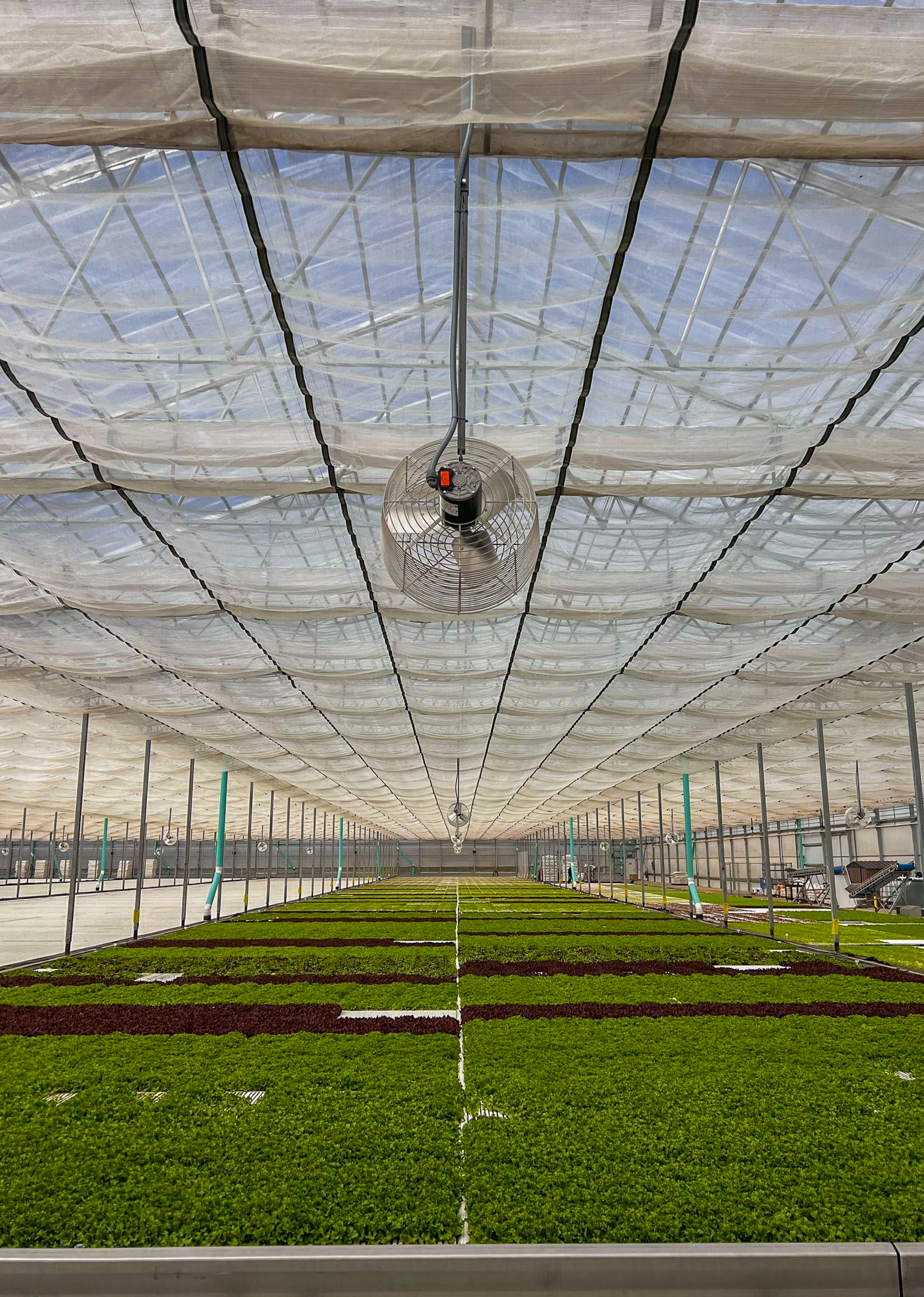 Large fans hanging in a row above a greenhouse. 